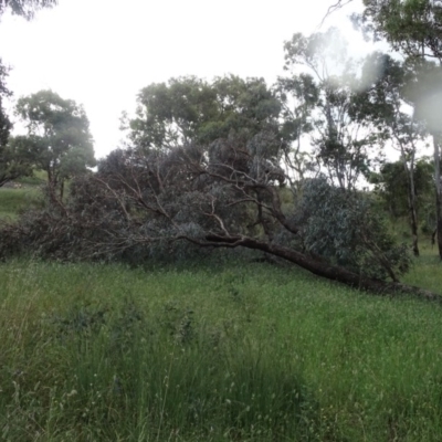 Eucalyptus melliodora (Yellow Box) at Isaacs, ACT - 22 Nov 2020 by Mike