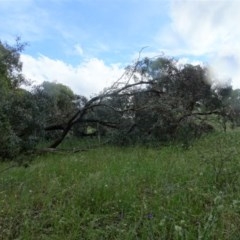 Eucalyptus melliodora at Isaacs, ACT - 23 Nov 2020