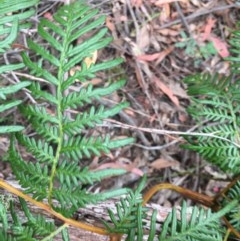 Pteridium esculentum (Bracken) at Wee Jasper, NSW - 22 Nov 2020 by Tapirlord