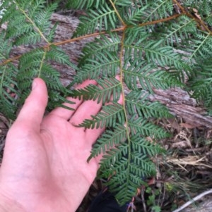 Pteridium esculentum at Wee Jasper, NSW - 22 Nov 2020