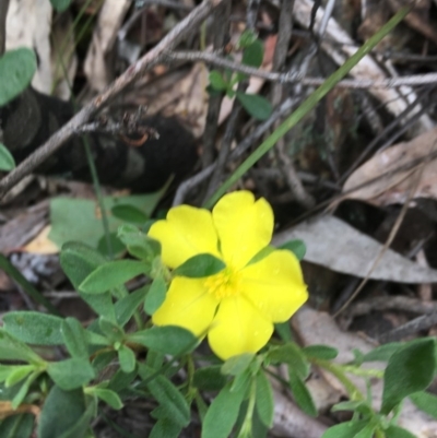 Hibbertia obtusifolia (Grey Guinea-flower) at Wee Jasper, NSW - 22 Nov 2020 by Tapirlord