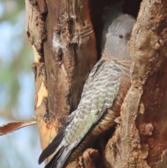 Callocephalon fimbriatum (Gang-gang Cockatoo) at GG83 - 23 Nov 2020 by roymcd