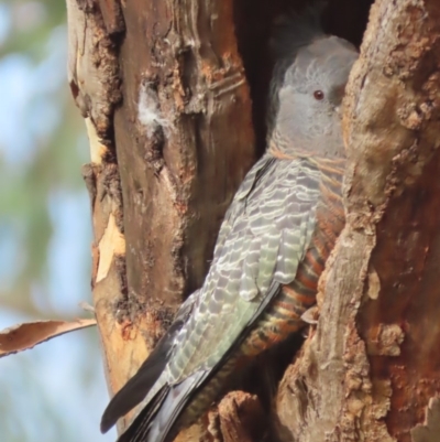 Callocephalon fimbriatum (Gang-gang Cockatoo) at GG83 - 23 Nov 2020 by roymcd