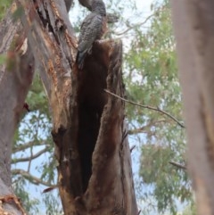 Callocephalon fimbriatum at Garran, ACT - 23 Nov 2020