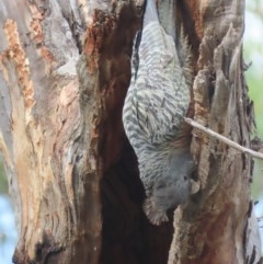 Callocephalon fimbriatum at Garran, ACT - 23 Nov 2020