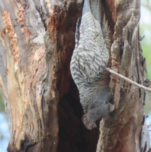 Callocephalon fimbriatum at Garran, ACT - suppressed