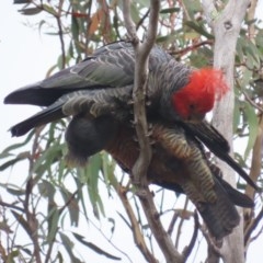 Callocephalon fimbriatum at Garran, ACT - 23 Nov 2020