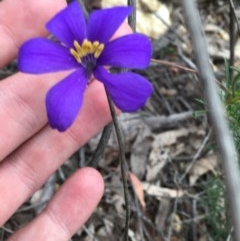 Cheiranthera linearis (Finger Flower) at Wee Jasper, NSW - 21 Nov 2020 by Tapirlord