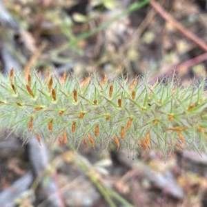 Trifolium angustifolium at Tuggeranong DC, ACT - 22 Nov 2020