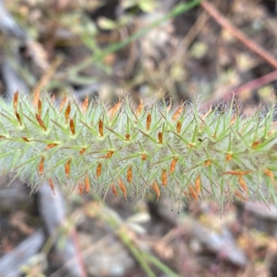 Trifolium angustifolium (Narrowleaf Clover) at Tuggeranong DC, ACT - 21 Nov 2020 by Shazw