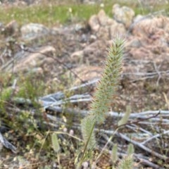 Trifolium angustifolium at Tuggeranong DC, ACT - 22 Nov 2020