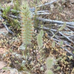 Trifolium angustifolium at Tuggeranong DC, ACT - 22 Nov 2020