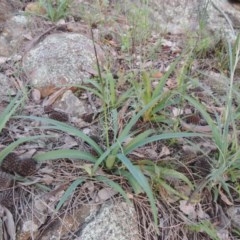 Arthropodium milleflorum (Vanilla Lily) at Tuggeranong Hill - 19 Oct 2020 by michaelb