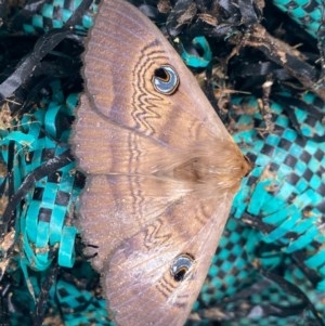 Dasypodia selenophora at Kambah, ACT - 22 Nov 2020