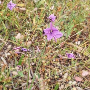 Arthropodium fimbriatum at Hughes, ACT - 23 Nov 2020