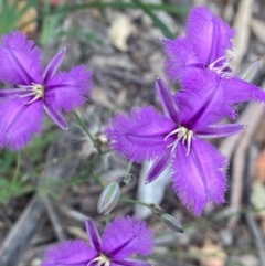 Thysanotus tuberosus subsp. tuberosus at Tuggeranong DC, ACT - 21 Nov 2020