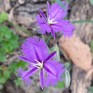 Thysanotus tuberosus subsp. tuberosus at Tuggeranong DC, ACT - 21 Nov 2020