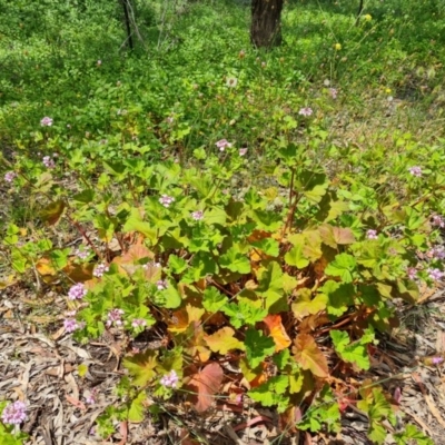 Pelargonium australe (Austral Stork's-bill) at Isaacs Ridge - 24 Nov 2020 by Mike