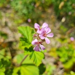 Pelargonium australe at Isaacs Ridge - 24 Nov 2020