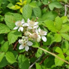 Rubus anglocandicans (Blackberry) at Jerrabomberra, ACT - 23 Nov 2020 by Mike