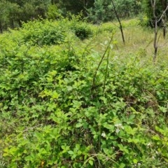 Rubus anglocandicans at Jerrabomberra, ACT - 24 Nov 2020