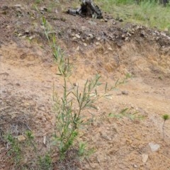 Daviesia mimosoides at Jerrabomberra, ACT - 24 Nov 2020