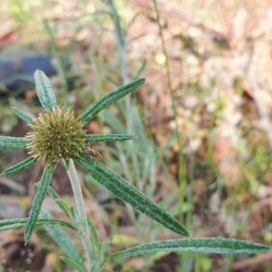 Euchiton involucratus at Hughes, ACT - 23 Nov 2020