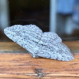 Phelotis cognata at Aranda, ACT - 23 Nov 2020