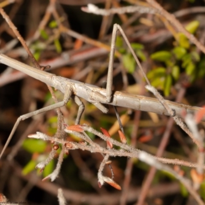 Archimantis latistyla (Stick Mantis, Large Brown Mantis) at Acton, ACT - 23 Nov 2020 by Roger