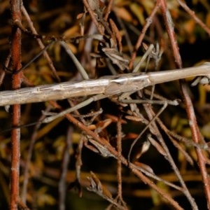 Archimantis latistyla at Acton, ACT - 23 Nov 2020 11:48 PM