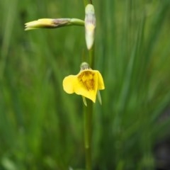 Diuris monticola (Highland Golden Moths) at Paddys River, ACT - 24 Nov 2020 by IanBurns