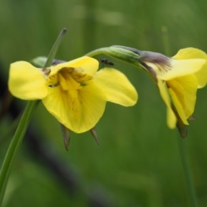 Diuris monticola at Paddys River, ACT - 24 Nov 2020