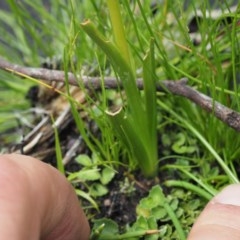 Diuris monticola at Paddys River, ACT - 24 Nov 2020