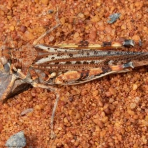 Urnisa guttulosa at Acton, ACT - 23 Nov 2020