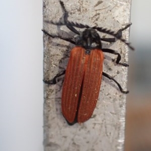 Porrostoma sp. (genus) at Majura, ACT - 23 Nov 2020