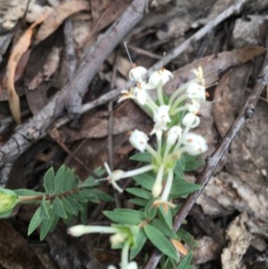 Pimelea linifolia at Wee Jasper, NSW - suppressed