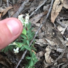 Pimelea linifolia at Wee Jasper, NSW - suppressed