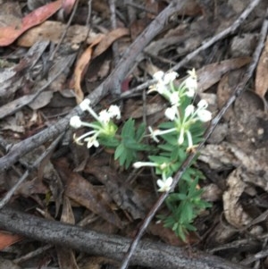 Pimelea linifolia at Wee Jasper, NSW - suppressed