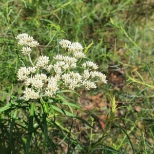 Cassinia longifolia at Hughes, ACT - 23 Nov 2020