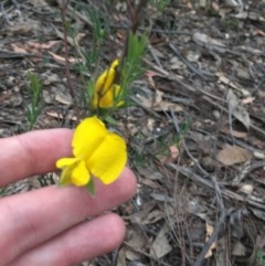 Gompholobium huegelii (pale wedge–pea) at Wee Jasper, NSW - 22 Nov 2020 by Tapirlord