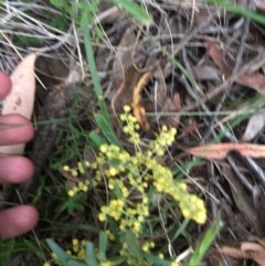 Lomandra filiformis (Wattle Mat-rush) at Wee Jasper, NSW - 21 Nov 2020 by Tapirlord