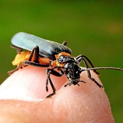 Chauliognathus lugubris (Plague Soldier Beetle) at Crookwell, NSW - 23 Nov 2020 by Milly