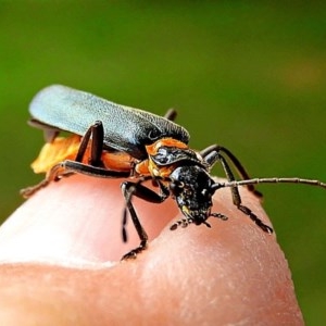 Chauliognathus lugubris at Crookwell, NSW - 24 Nov 2020