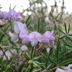 Lotus australis (Austral Trefoil) at Googong, NSW - 23 Nov 2020 by Wandiyali