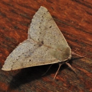 Arhodia lasiocamparia at Paddys River, ACT - 23 Nov 2020 11:48 PM