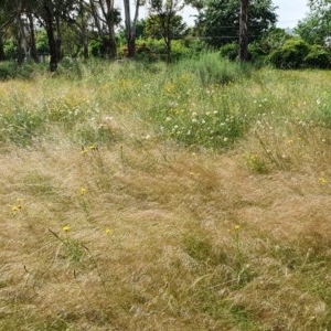 Austrostipa scabra at Deakin, ACT - 23 Nov 2020