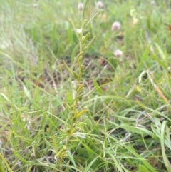 Thesium australe (Austral Toadflax) at Hereford Hall, NSW - 21 Nov 2020 by Greggy