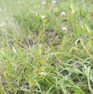 Thesium australe at Hereford Hall, NSW - suppressed