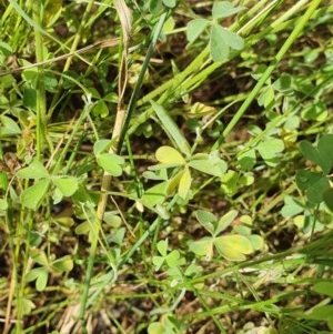 Oxalis perennans at Hughes, ACT - 23 Nov 2020 10:53 PM