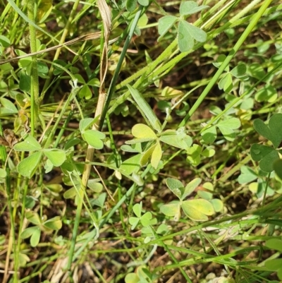 Oxalis perennans (Grassland Wood Sorrel) at Hughes, ACT - 23 Nov 2020 by TomT